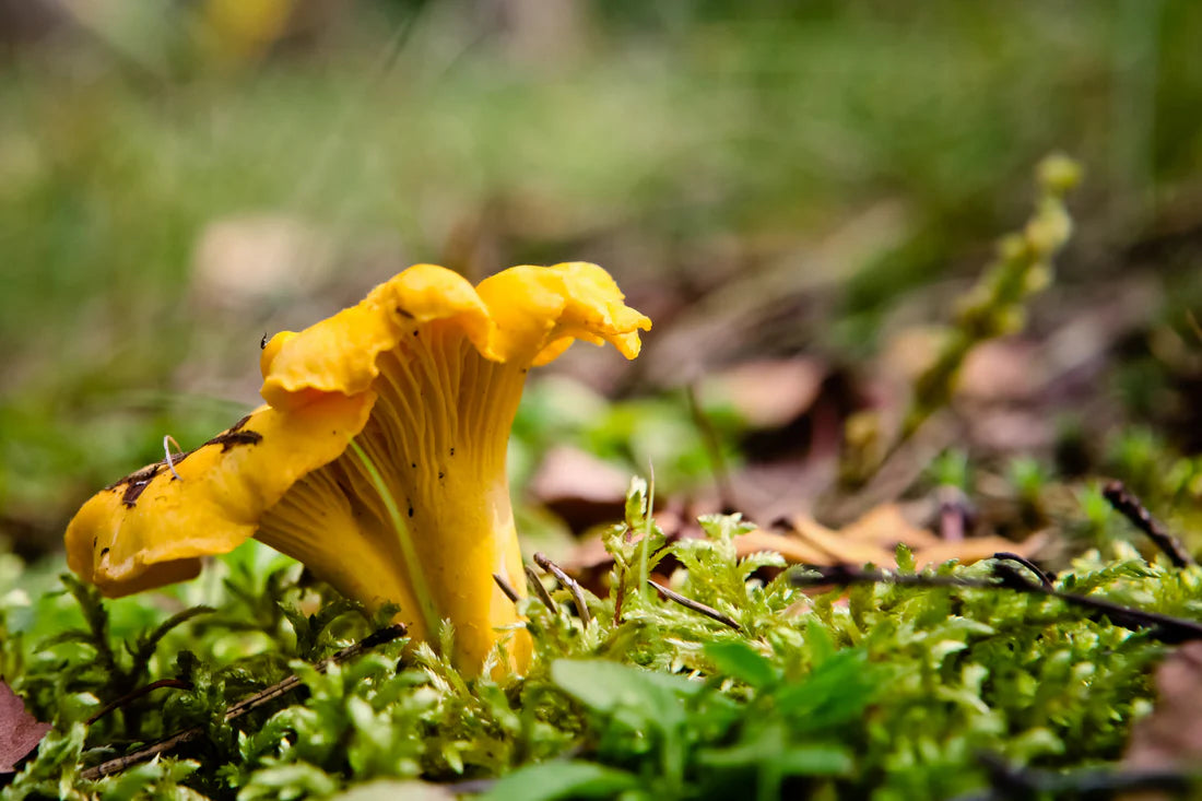 Girolle Pilz Samen zum Pflanzen  Premium Gemüsesamen