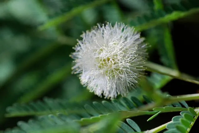 Grün Desert Fern Blumensamen zur Aussaat – kompakt Wuchs – Traditionssorte & ohne Gentechnik Samen Hausgarten