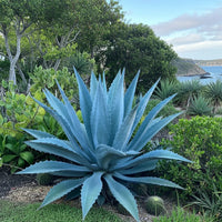 Agave Kerchovei in Desert Garten