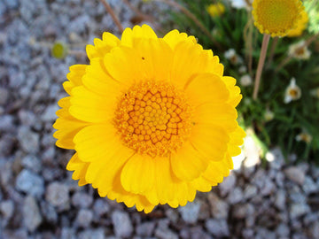 Desert Marigold Samen with yellow blooming wildflowers