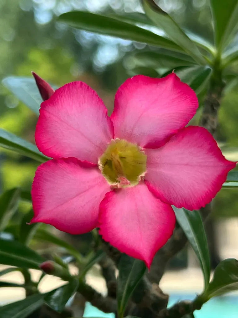 Thick (thick rosa) samen for anpflanzung in home garten