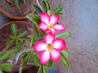 Desert Pflanze Blumensamen zur Aussaat – lang Blüte Saison – Traditionssorte & ohne Gentechnik Samen Hausgarten