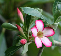 Wüstenrose Desert Blumensamen einfache Aussaat