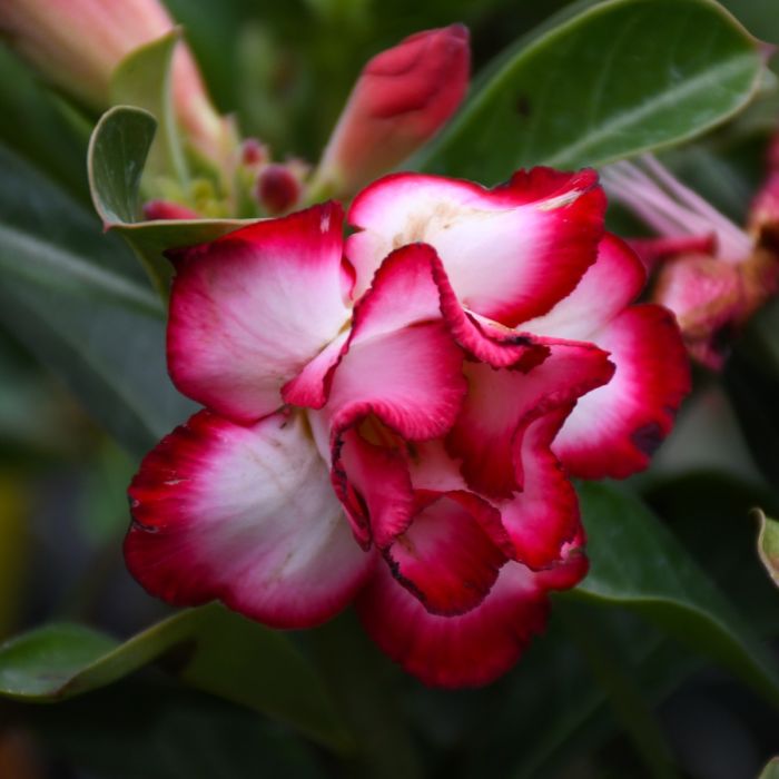 Weiß Wüstenrose Blumensamen zur Aussaat – farbenfroh Schau – Traditionssorte & ohne Gentechnik Samen Hausgarten