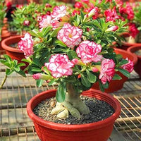 Mixed-color desert rose blumen in bloom