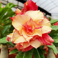 Desert rose orange blume samen