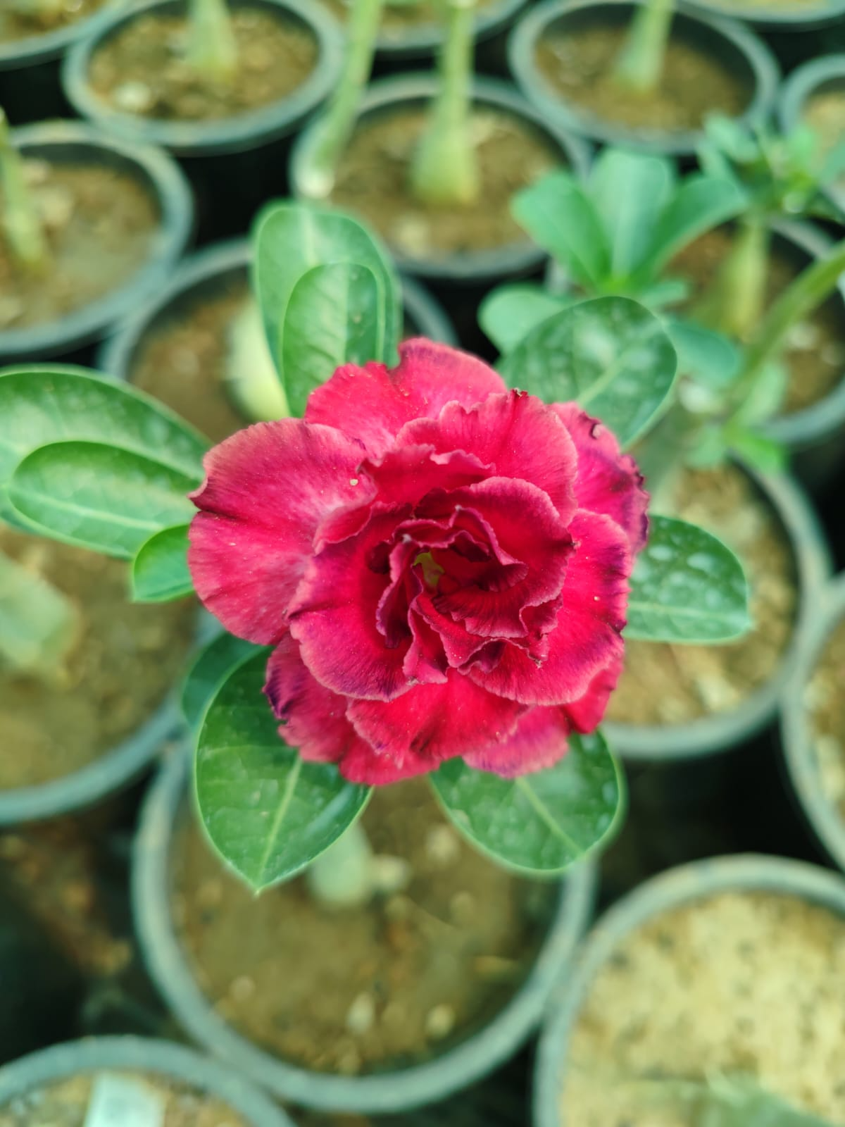 Wüstenrose Blumensamen zur Aussaat – Halbschatten verträglich – Traditionssorte & ohne Gentechnik Samen Hausgarten
