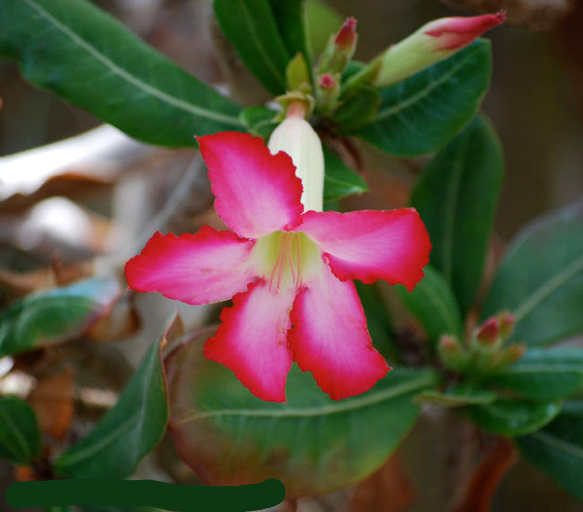 Weiß (weiß rosa) samen for anpflanzung in home garten