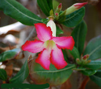 Weiß (weiß rosa) samen for anpflanzung in home garten