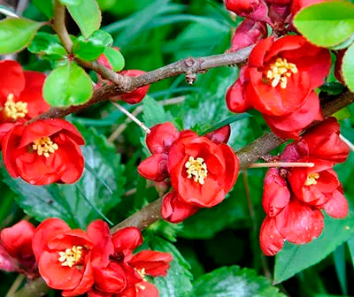 Rot Chaenomeles Japonica Blumensamen zur Aussaat – leuchtend Blüten – Traditionssorte & ohne Gentechnik Samen Hausgarten