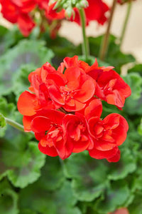 Kastanienrot Univalve Geranie Blumensamen zur Aussaat – Drought verträglich – Traditionssorte & ohne Gentechnik Samen Hausgarten