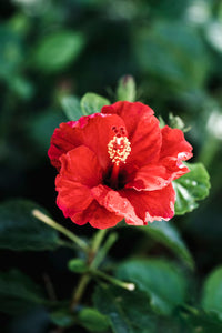 Braun Rot Hibiskus Blumensamen – hochwertige Qualitäts- Traditionssorte & ohne Gentechnik Samen Hausgarten