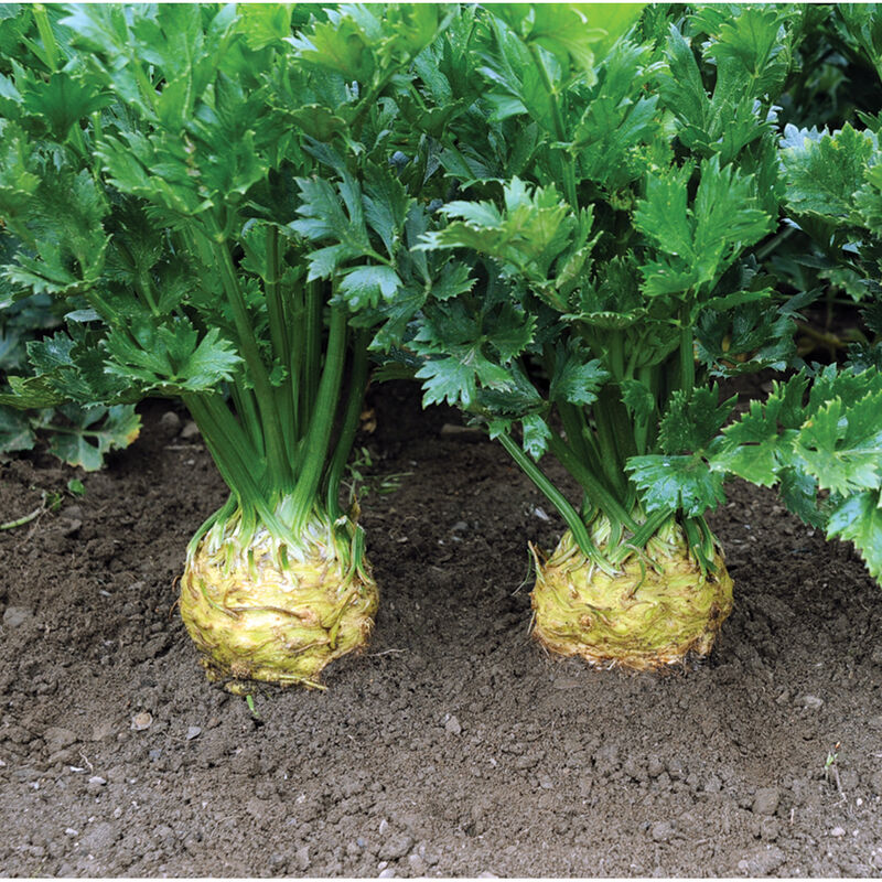 Developing celeriac root beneath grüne foliage