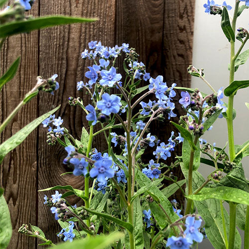 Blau Cynoglossum Amabile Blumensamen zur Aussaat – Landhaus Garten wichtig – Traditionssorte & ohne Gentechnik Samen Hausgarten