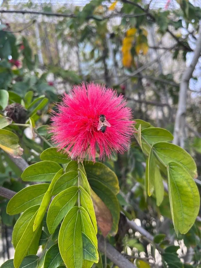 Calliandra Blumensamen zur Aussaat Garten beliebt Traditionssorte & ohne Gentechnik Samen Hausgarten