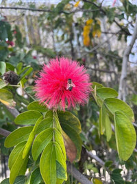 Calliandra Blumensamen zur Aussaat Garten beliebt Traditionssorte & ohne Gentechnik Samen Hausgarten