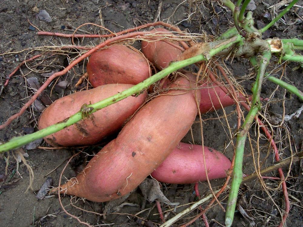 Gelb Batatas Potato Gemüsesamen Planting