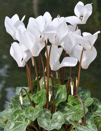 Weiß cyclamen blume samen for anpflanzung - drought tolerant, heirloom & gmo free samen for home garten
 
 sale for anpflanzung in home garten.