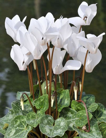 Weiß cyclamen blume samen for anpflanzung - drought tolerant, heirloom & gmo free samen for home garten
 
 sale for anpflanzung in home garten.