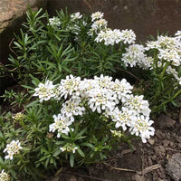 Weiß Candytuf Blumensamen zur Aussaat – hochwertige Qualitäts- – Traditionssorte & ohne Gentechnik Samen Hausgarten