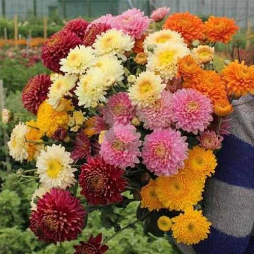 mehrfarbige Chrysantheme Blumensamen zur Aussaat – Schnitt Blume beliebt – Traditionssorte & ohne Gentechnik Samen Hausgarten