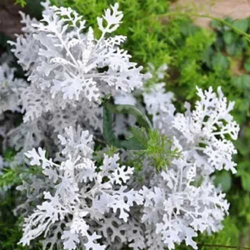 Gray Cineraria Dusty Blumensamen zur Aussaat – saisonal Dauerblüher – Traditionssorte & ohne Gentechnik Samen Hausgarten