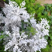 Gray Cineraria Dusty Blumensamen zur Aussaat – saisonal Dauerblüher – Traditionssorte & ohne Gentechnik Samen Hausgarten