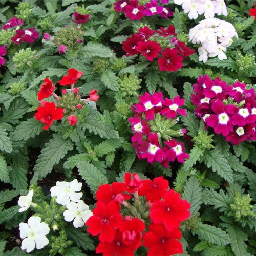Eisenkraut zwergwüchsig Mischung Blumensamen zur Aussaat leuchtende einjährige Blüten