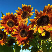 Gelb Braun Sonnenblume Samen zur Aussaat saisonal Dauerblüher Traditionssorte & ohne Gentechnik Samen Hausgarten