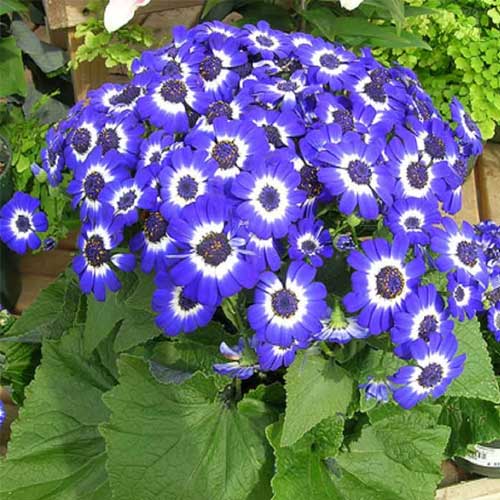 Blau Weiß Cineraria Blumensamen zur Aussaat – sonnenliebend – Traditionssorte & ohne Gentechnik Samen Hausgarten
