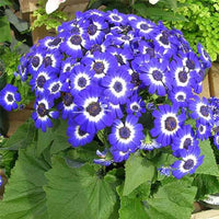 Blau Weiß Cineraria Blumensamen zur Aussaat – sonnenliebend – Traditionssorte & ohne Gentechnik Samen Hausgarten