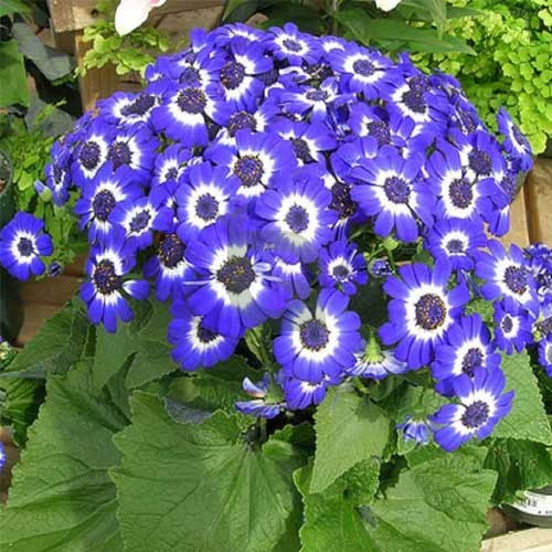 Blau Cineraria Samen – ideal zur Aussaat