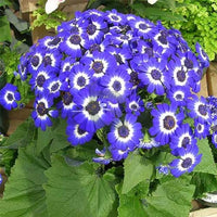 Blau Cineraria Samen – ideal zur Aussaat