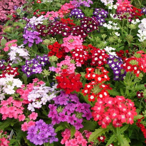 Eisenkraut zwergwüchsig Mischung Blumensamen zur Aussaat leuchtende einjährige Blüten