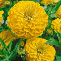 Gelb Blume Pot Blumensamen zur Aussaat – leuchtend – Traditionssorte & ohne Gentechnik Samen Hausgarten