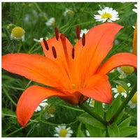 Di giglio blume samen