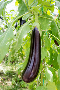 Diamond eggplant samen für home garten and balcony wachsend