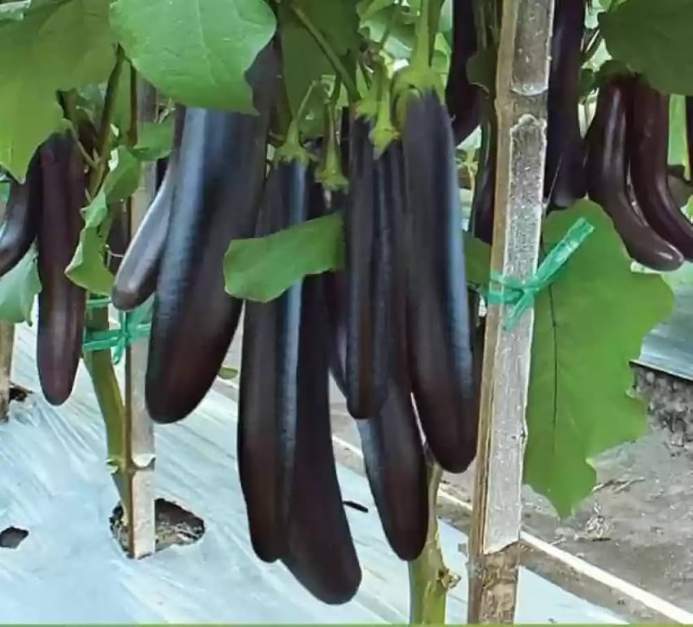 Diamond eggplant pflanzen gezogen aus high quality samen