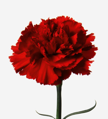Baren rot dianthus caryophyllus blume samen for anpflanzung