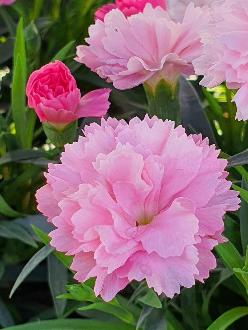 Dianthus caryophyllus blume samen for anpflanzung