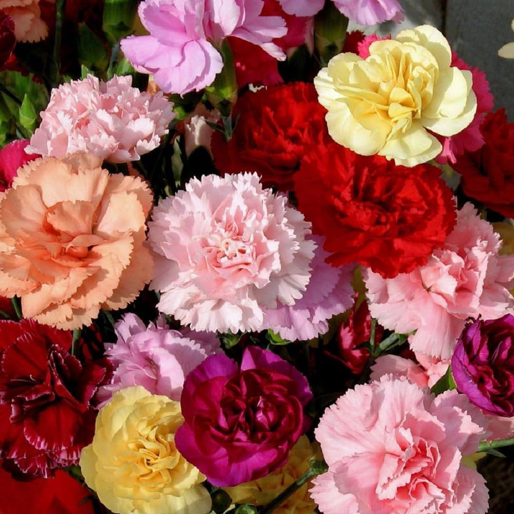 Dianthus caryophyllus mixed blume samen for anpflanzung