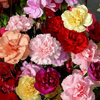 Dianthus caryophyllus mixed blume samen for anpflanzung