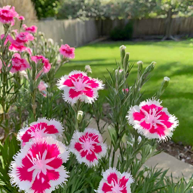 Dianthus caryophyllus blume samen - rose mix for easy anpflanzung