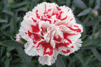 Rot Creme Nelke Blumensamen zur Aussaat leuchtend Blüten Traditionssorte & ohne Gentechnik Samen Hausgarten