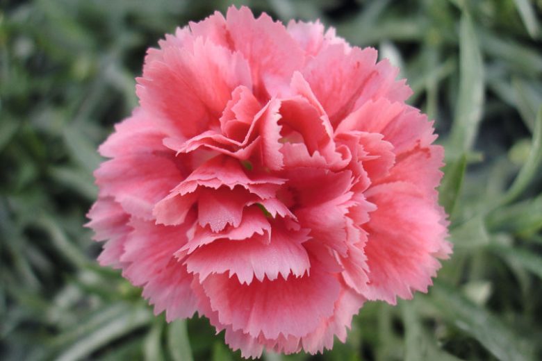 Semi di rosa e garofano da seminare – Collezione di semi