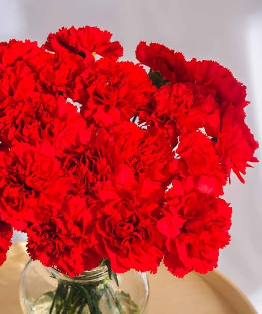 Rot dianthus wachsend in container
