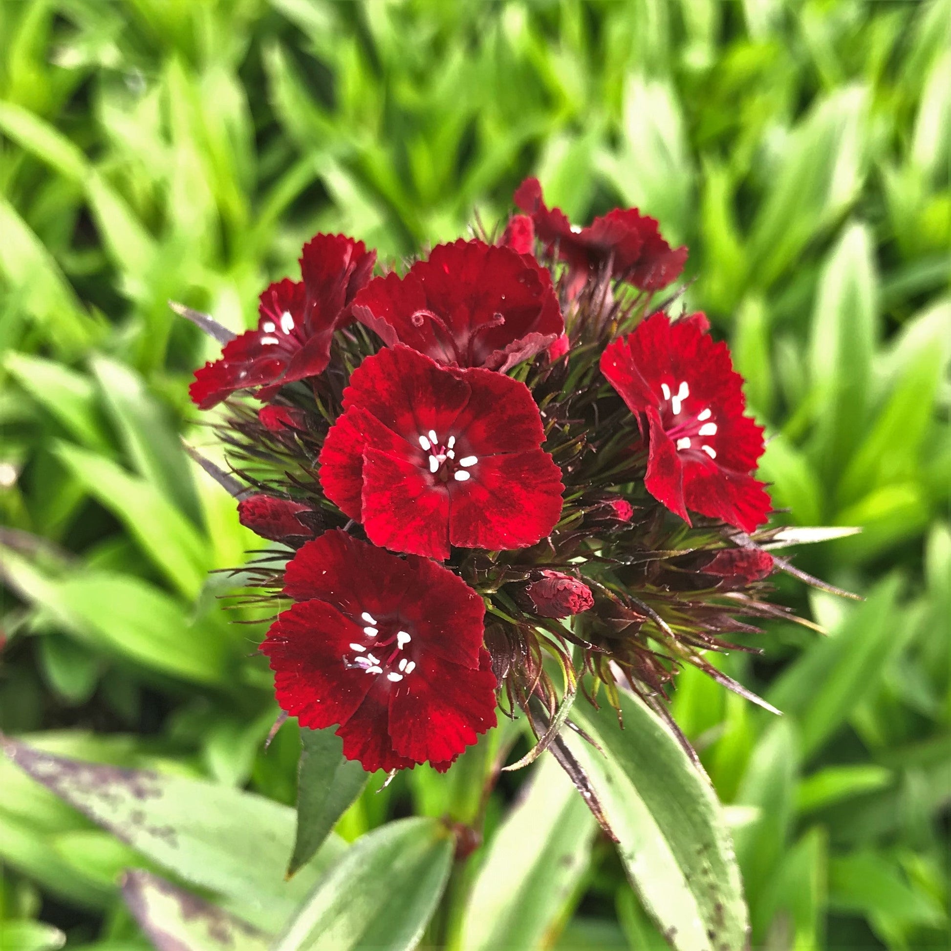 Dianthus maroon variety blume samen for home garten
