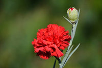 Rot dianthus planted along garten border