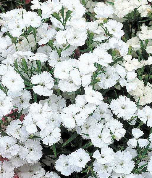 Weiß dianthus blumen planted in garten borders