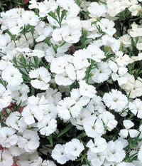Weiß dianthus blumen planted in garten borders